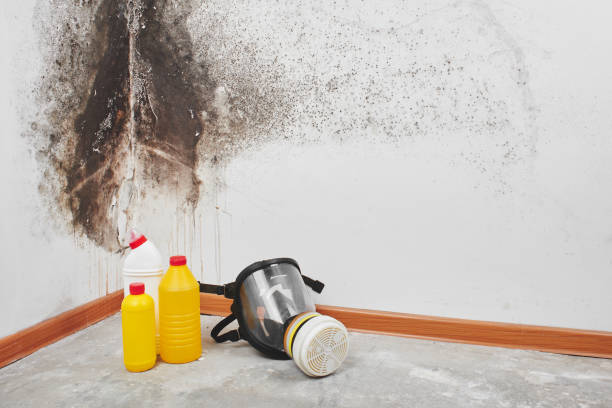Best Professional Mold Removal  in Hoschton, GA