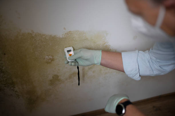 Best Crawl Space Mold Removal  in Hoschton, GA
