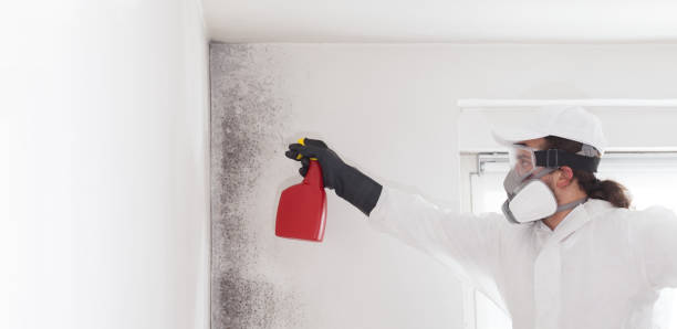Best Local Mold Removal Service  in Hoschton, GA