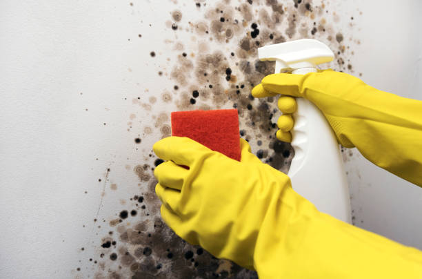 Best Office Mold Removal Services  in Hoschton, GA