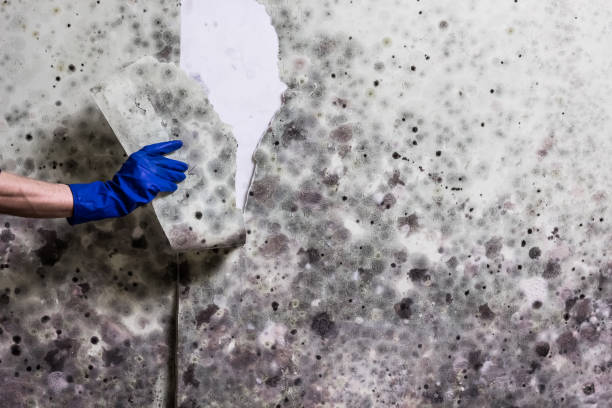 Best Emergency Mold Removal  in Hoschton, GA